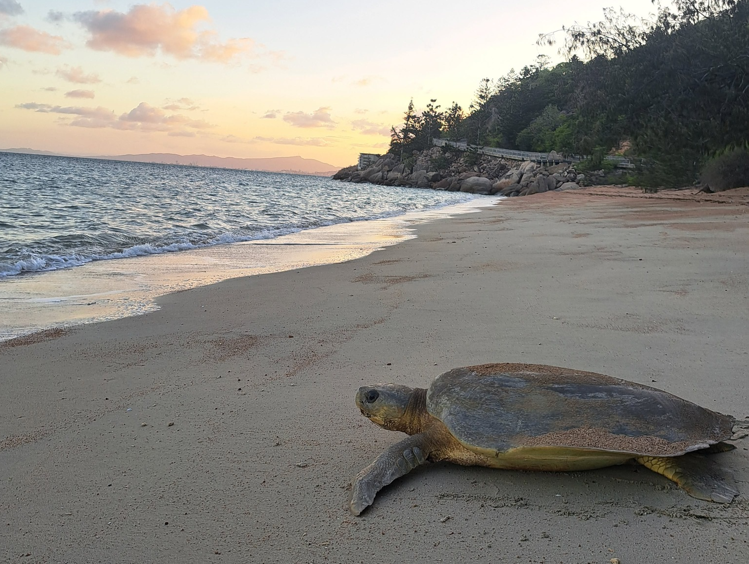 Sea turtle underwater