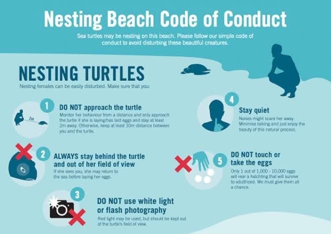 Sea turtle underwater