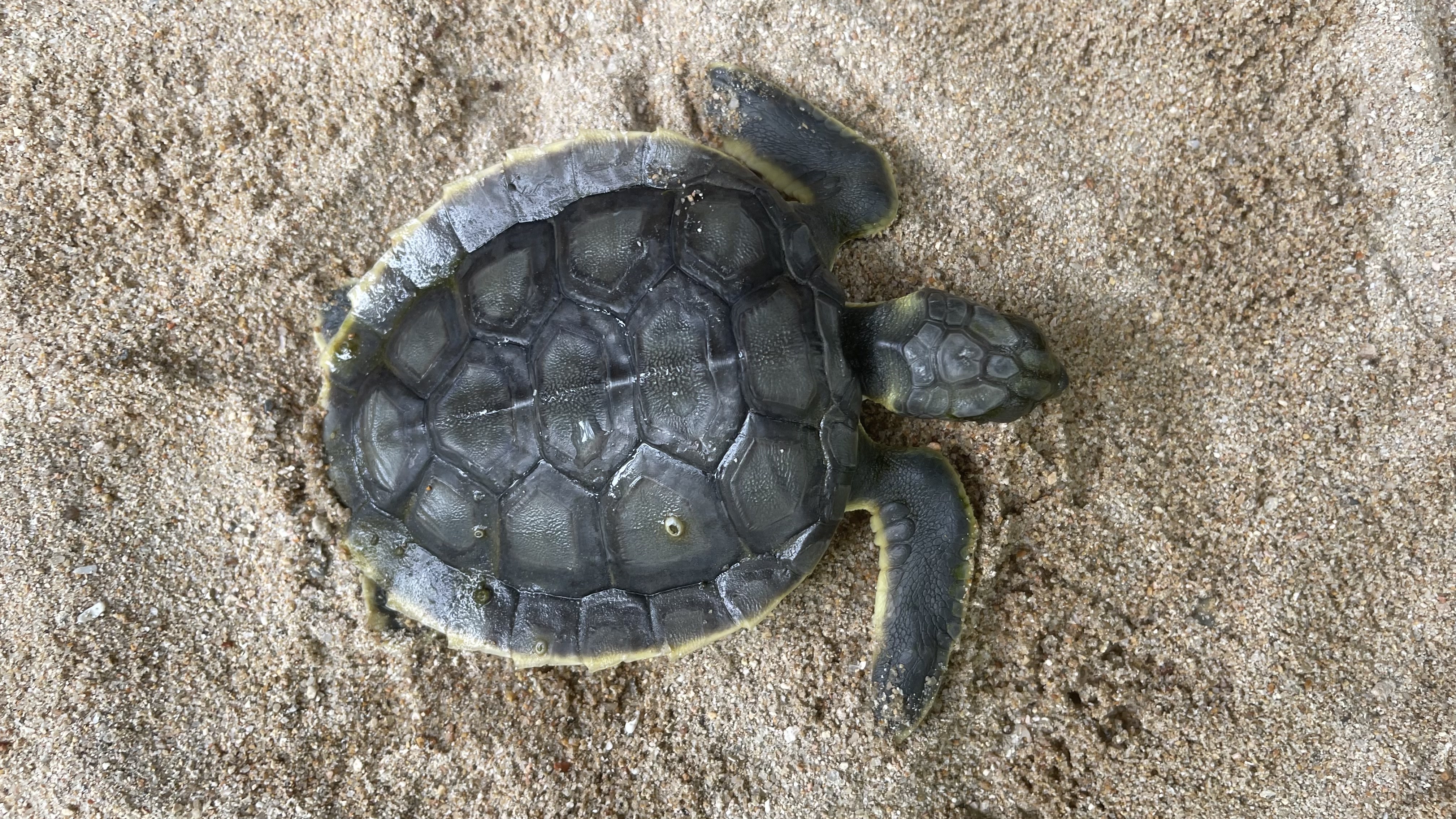 Sea turtle underwater