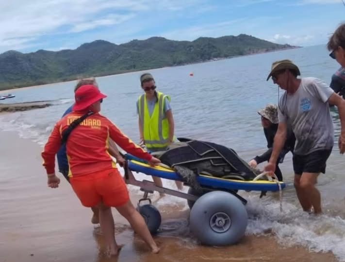 Sea turtle underwater